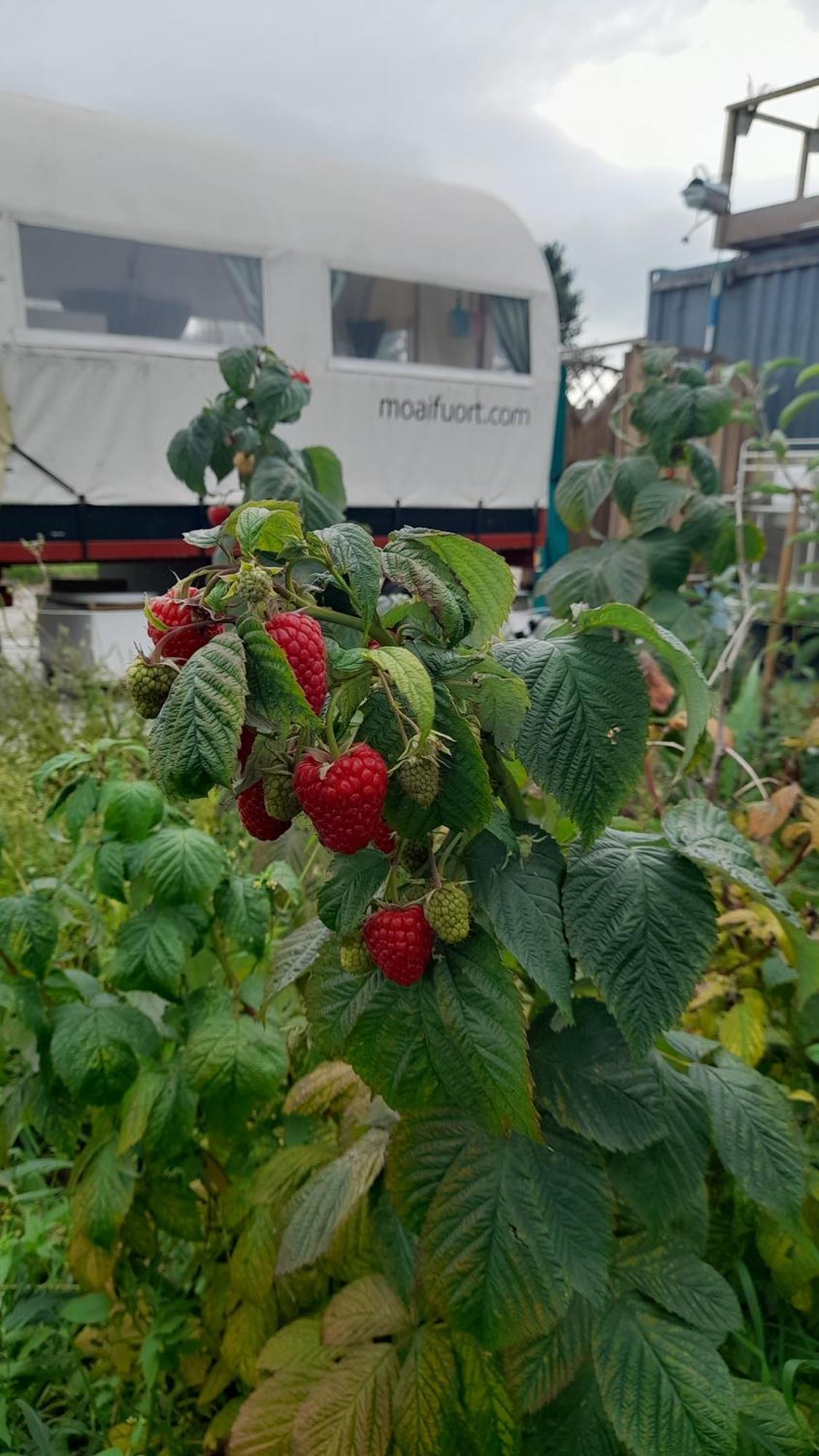 De Huifkar, Trekkershut Bij Sneek Hotel Hommerts Kültér fotó